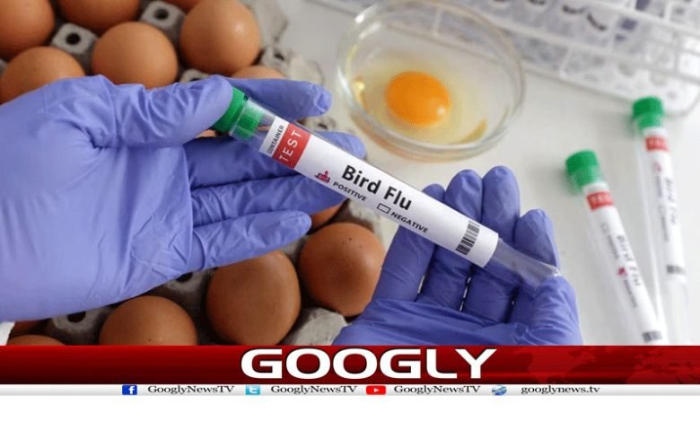 چلی: پہلی بار انسان میں برڈ فلو وائرس کی تشخیص 1 Health News in Urdu