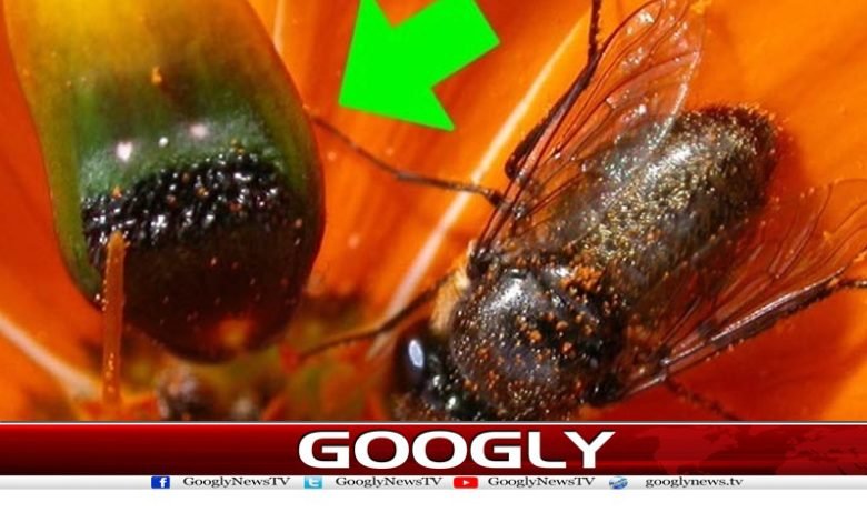 Technology News in Urdu