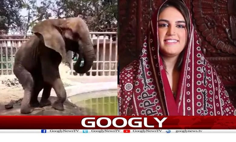 کراچی چڑیا گھر کو بند کرنے کا مطالبہ کر دیا 1 Karachi Zoo Closed News in Urdu
