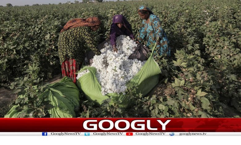 کپاس کی پیداوار 4 دہائیوں کی کم ترین سطح پر پہنچ گئی 1 Cotton Production At Lowest Level