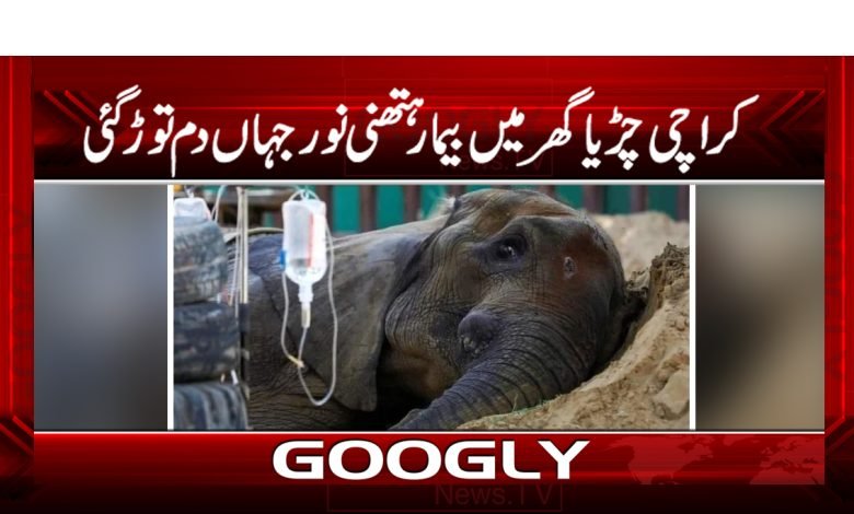 Karachi Zoo News in Urdu