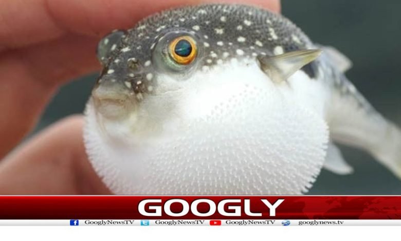 لذیذ مگرزہریلی مچھلی کھانے سے میاں بیوی ہلاک 1 fish
