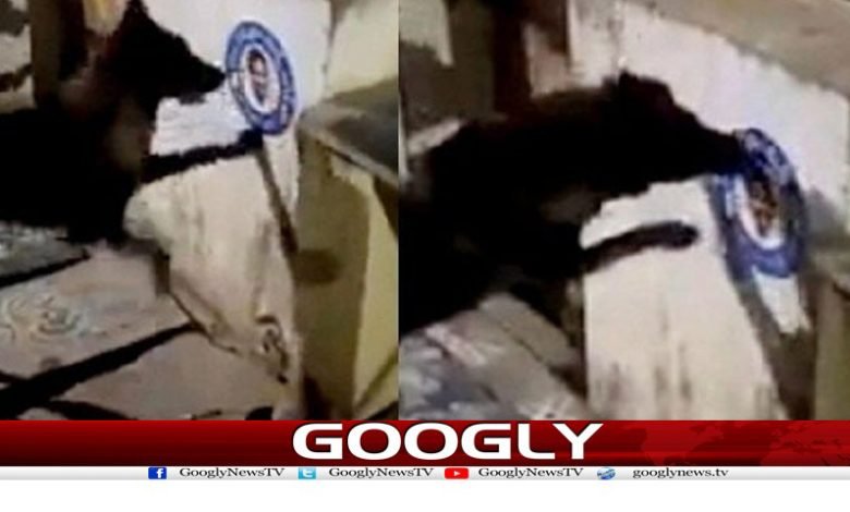 بھارت میں وزیراعلیٰ کا پوسٹر ہٹانے پر کتے کے خلاف مقدمہ درج 1 Weird News in Urdu