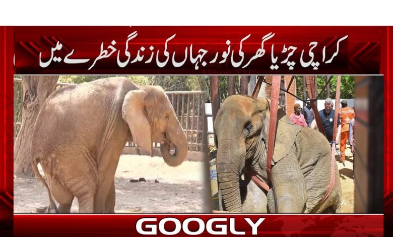 ’’کراچی چڑیا گھر کی ہتھنی نورجہاں کی زندگی خطرے میں‘‘ 1 Karachi Zoo News in Urdu