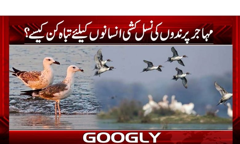 birds 1