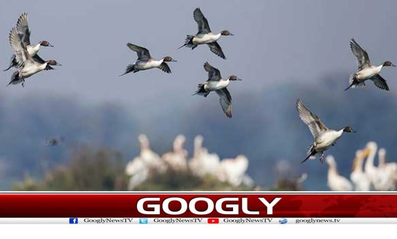 ہجرتی پرندوں کے دکھ اور دکھ دینے والے 1 Birds Latest News in Urdu