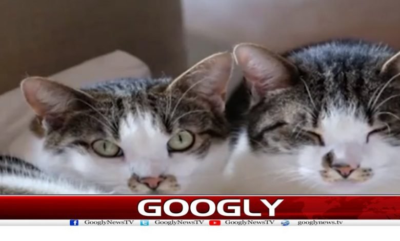 Parliament latest news in Urdu | Cat Breaking News in Urdu