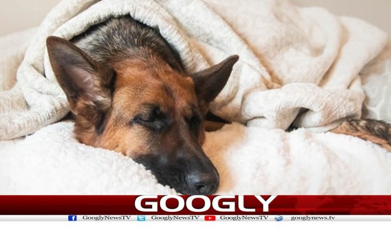 Dogs dream Latest News in Urdu