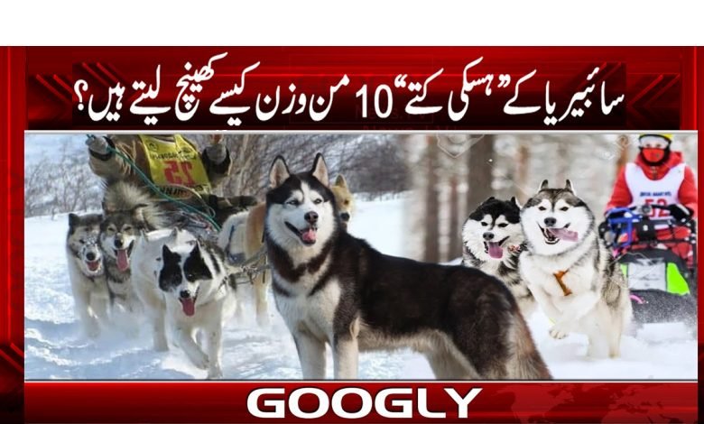 سائبیریا کے ہسکی کتے دس من وزن کیسے کھینچ لیتے ہیں؟ 1 doge