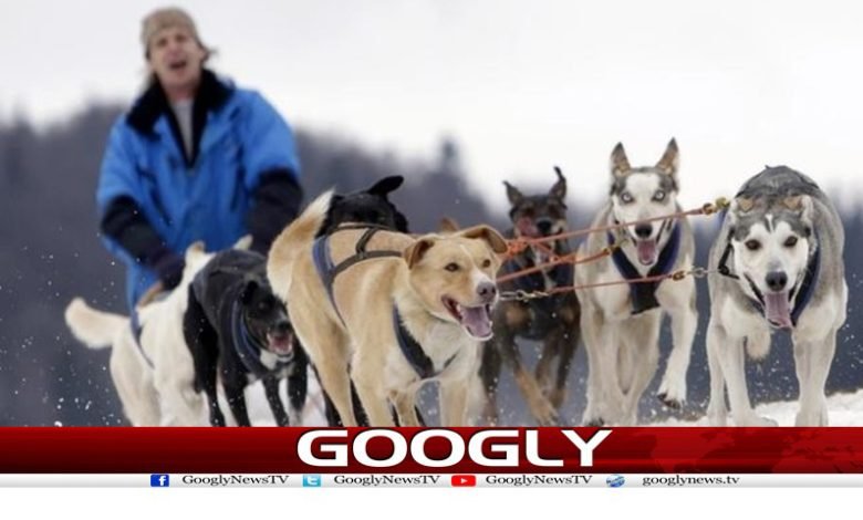 dogs