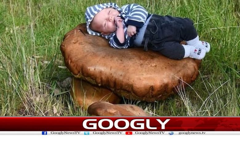 Australia Mushrooms News in Urdu