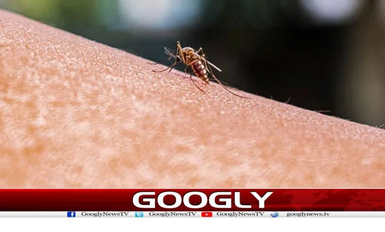 Mosquitoes only bite you News in Urdu