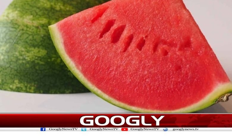 Watermelons are sweet News in Urdu