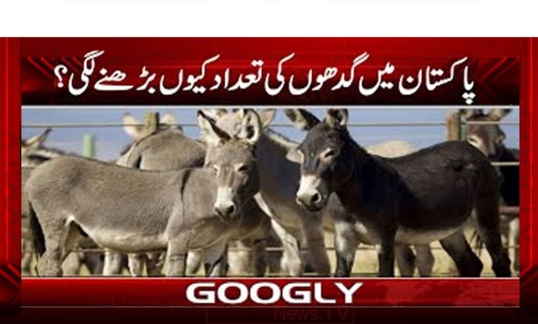 Pakistan Donkeys Increase News Urdu
