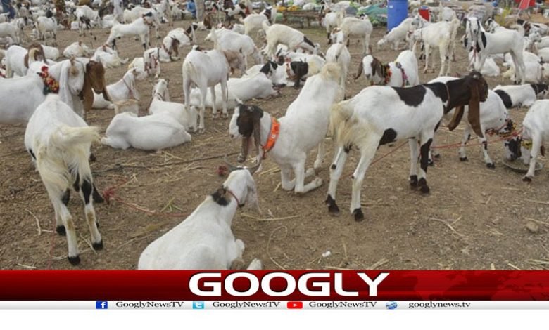 bakra 1