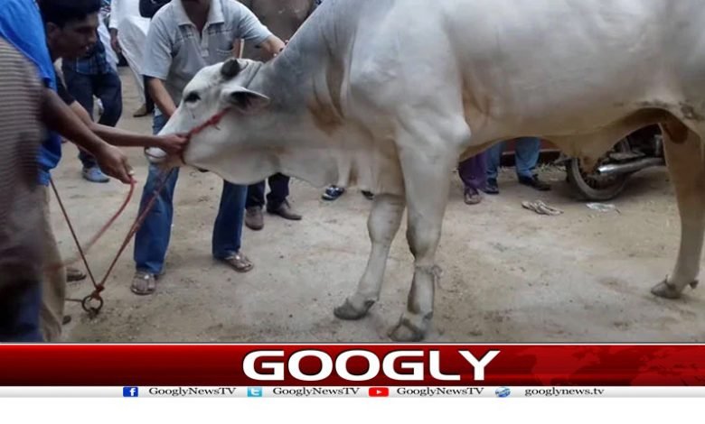 عیدالاضحیٰ کا دوسرا روز ،سنت ابراہیمی کی ادائیگی جاری 1 cow 1