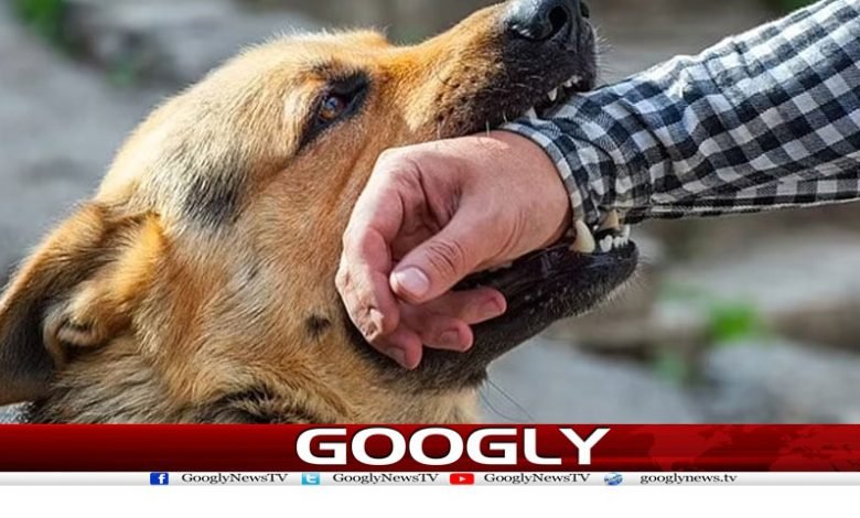 Attacked by Dogs News in Urdu