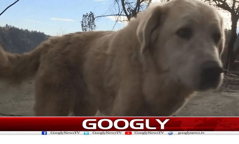 Karachi 5 people Arrest Killing Rare Dog