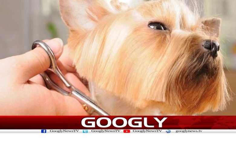 Dog Grooming Job Salary 3.5 Crores News