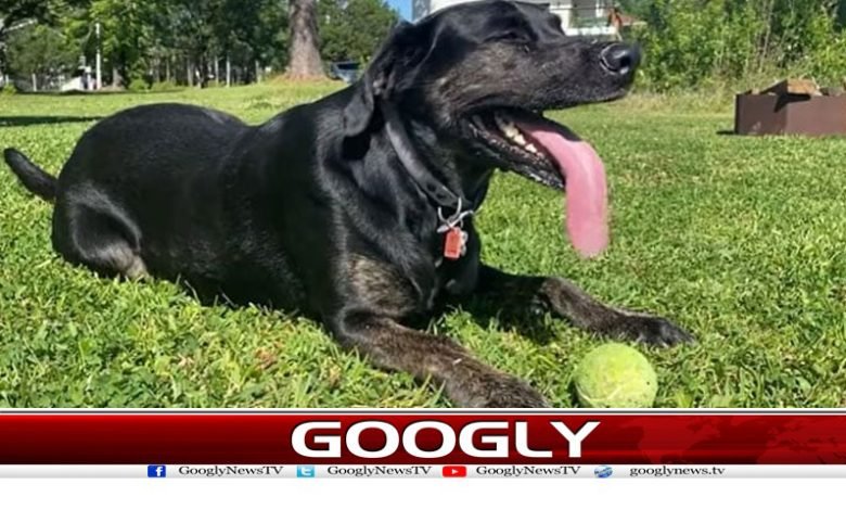 The Dog Longest Tongue in World