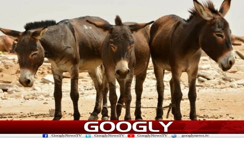 Pakistan Increase Donkey 100000