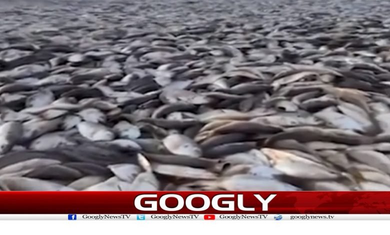 Millions of Dead Fish News Urdu