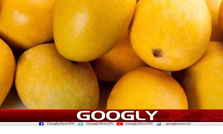 mango 1