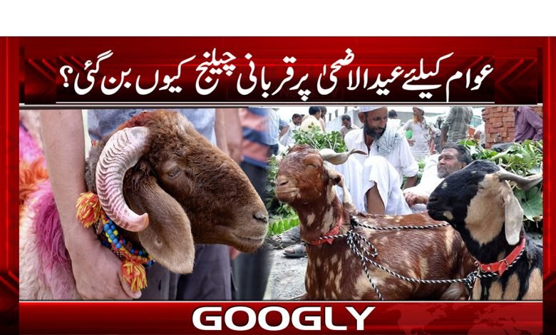 Eid-ul-Adha Sacrifice News in Urdu