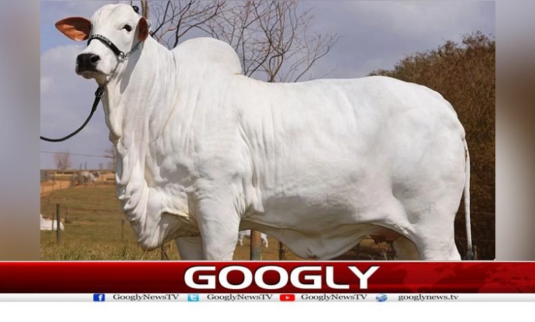 cow