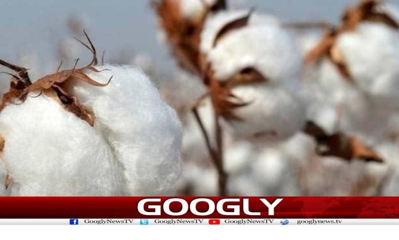 ملکی تاریخ میں پہلی بار 15جولائی تک کپاس کی پیداوار 8لاکھ 58ہزار 1 First Time Cotton Production News