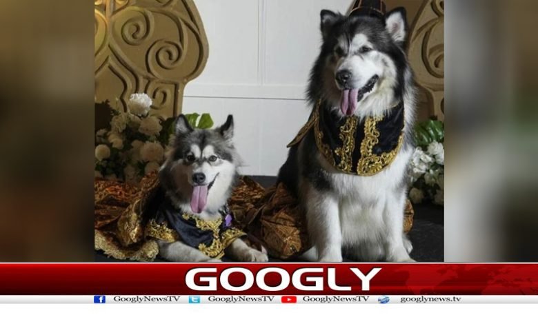 Indonesia Marriage of a Dogs News