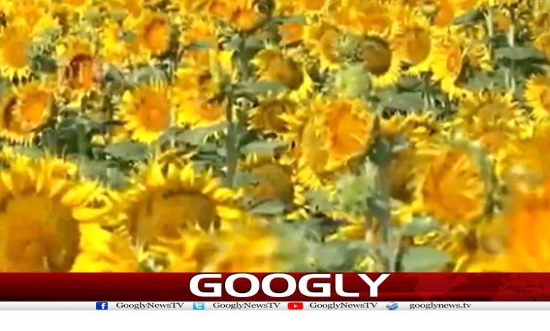 Farmer Gift To His Wife Sunflowers