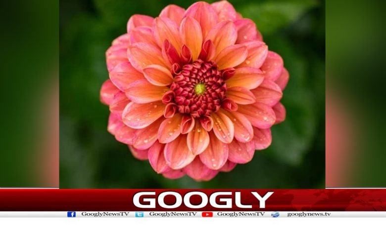 phool