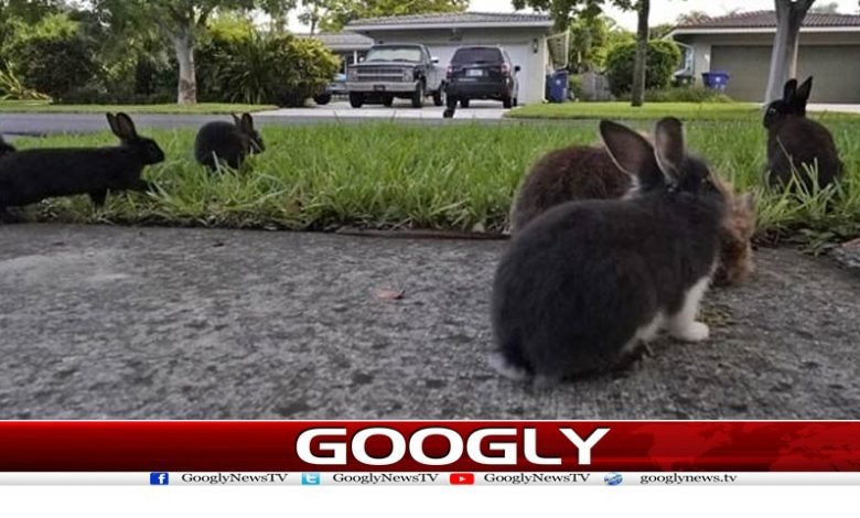 rabit
