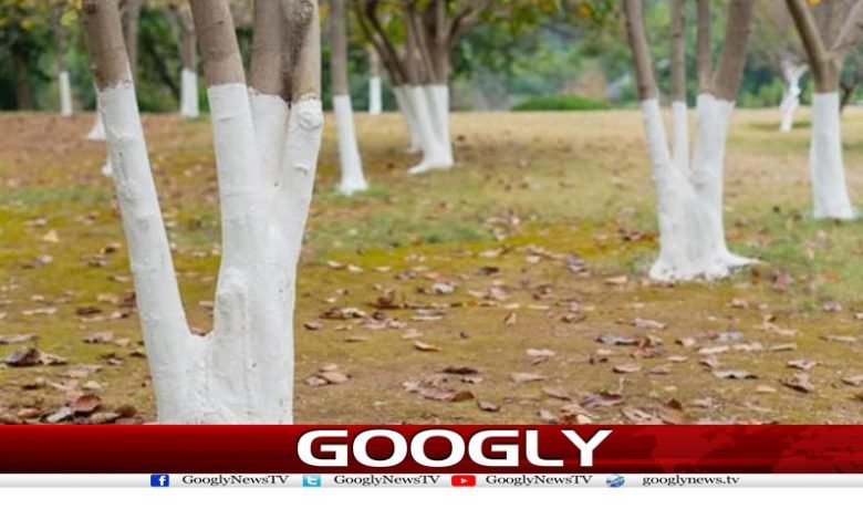 آخر درختوں پر سفید پینٹ کیوں کیا جاتا ہے؟ 1 tree