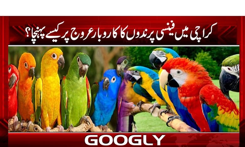 Business of Fancy Birds News Urdu