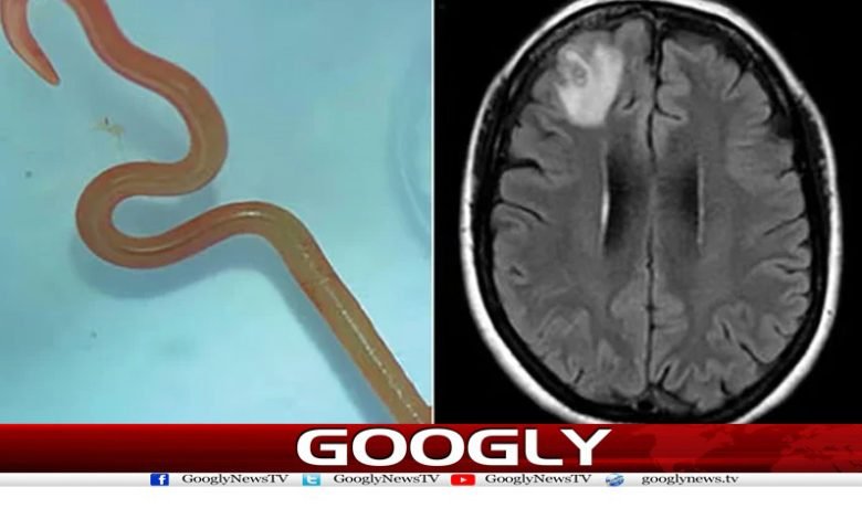 human brain in Worm Discovered News