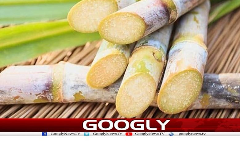 Sindh Sugarcane Price 425 Per Maund Sindh Sugarcane Price 425 Per Maund q
