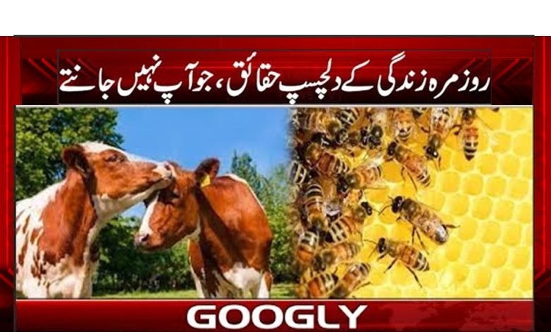 Interesting Facts of Daily Life News