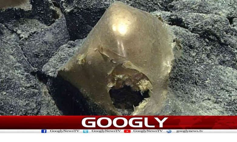 Mysterious Golden Eggs Find News