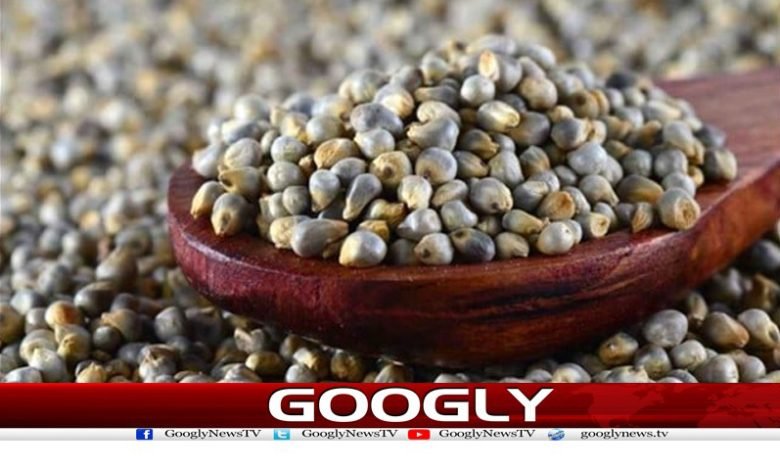 Bajra is Said Useful in Diseases News