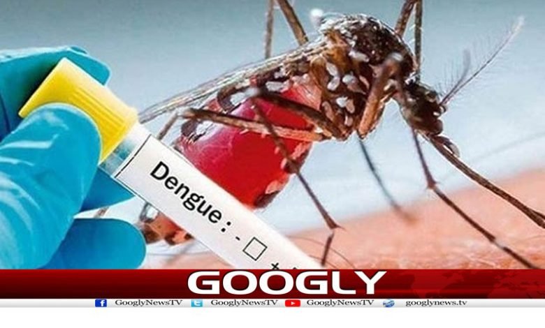 آب و ہوا میں تبدیلی سے ڈینگی کی شدت بڑھ گئی 1 dengi
