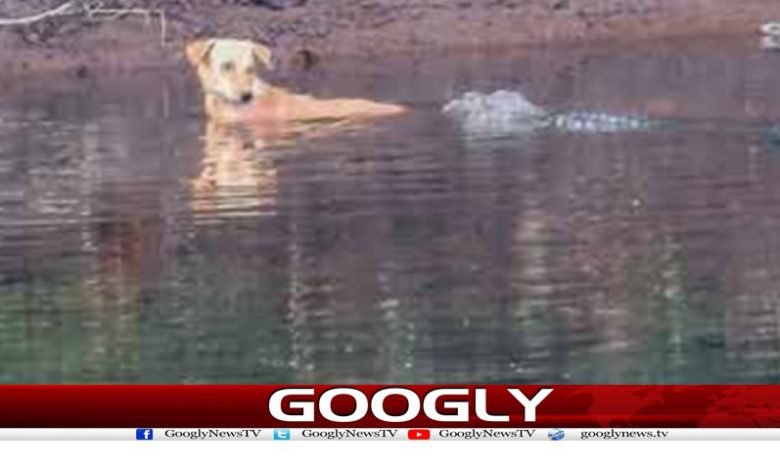 Dog Stuck In River Of Crocodiles Urdu