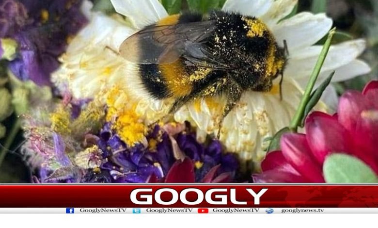 Woman Adopts Injured Bee News