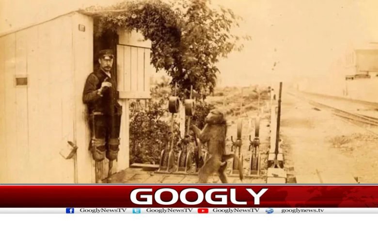لنگور9سال تک ریلوے سگنل کی نوکری کرتا رہا 1 langor