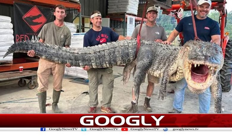 America Hunters 14 Foot Crocodile Killed
