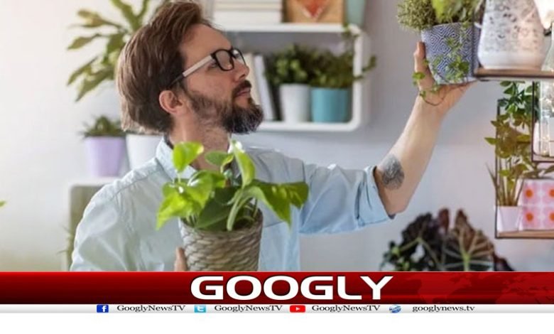 A Device That Talks to Plants News