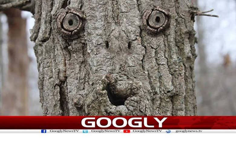 Most People See Faces News Urdu