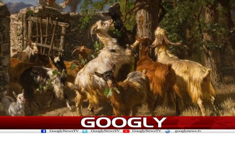 بھیڑوں کا باڑہ اور بھوکا بھیڑیا 1 The Sheepfold And The Hungry Wolf Urdu