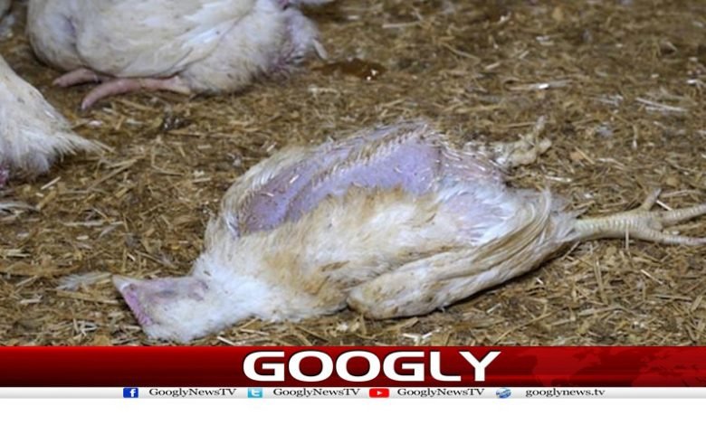 فوڈاتھارٹی کی کارروائی،9من مردہ مرغی کا گوشت برآمد 1 FoodAuthorityAction,9 DeadMeat Recovr Urdu